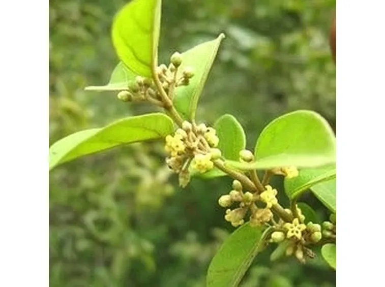 gymnema2