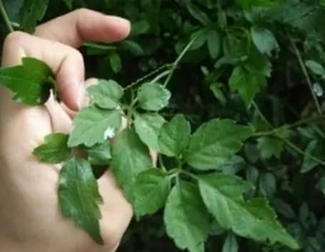 gynostemma1