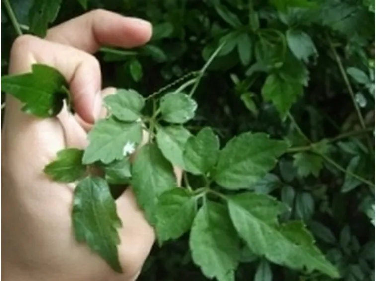 gynostemma1