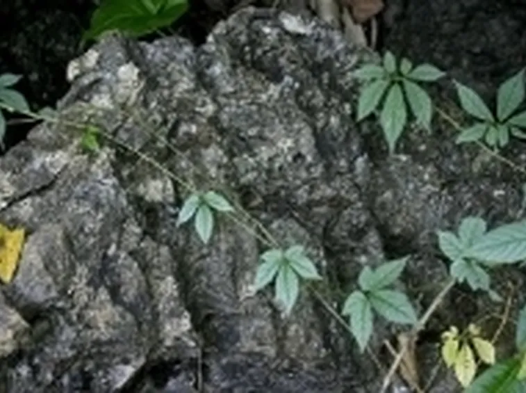gynostemma2