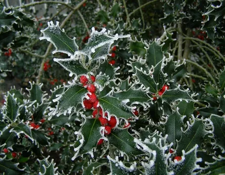 Holly o Agrifoglio o Ilex Aquifolium