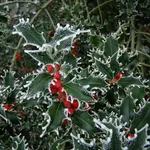 Holly o Agrifoglio o Ilex Aquifolium
