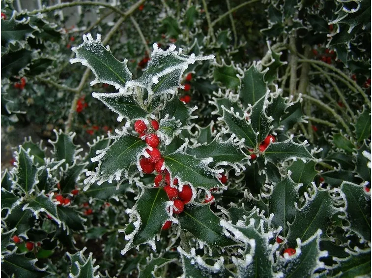 Holly o Agrifoglio o Ilex Aquifolium