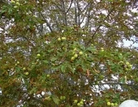 ippocastano1