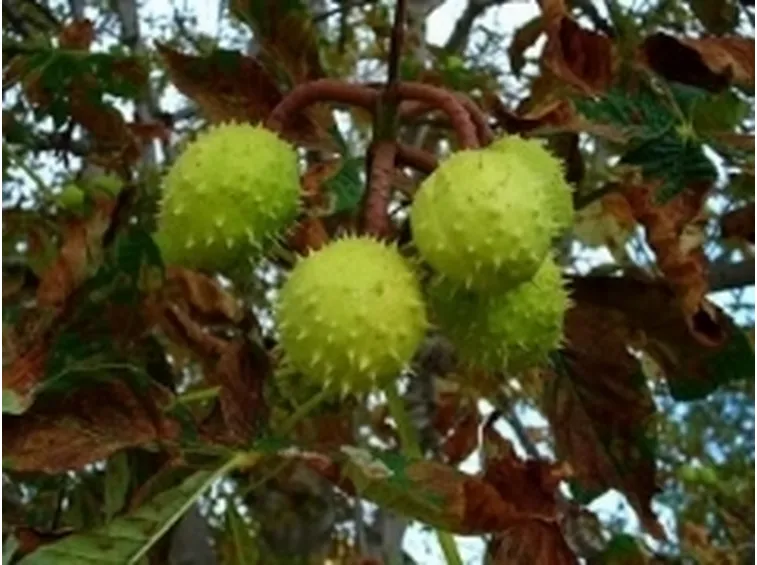 ippocastano2