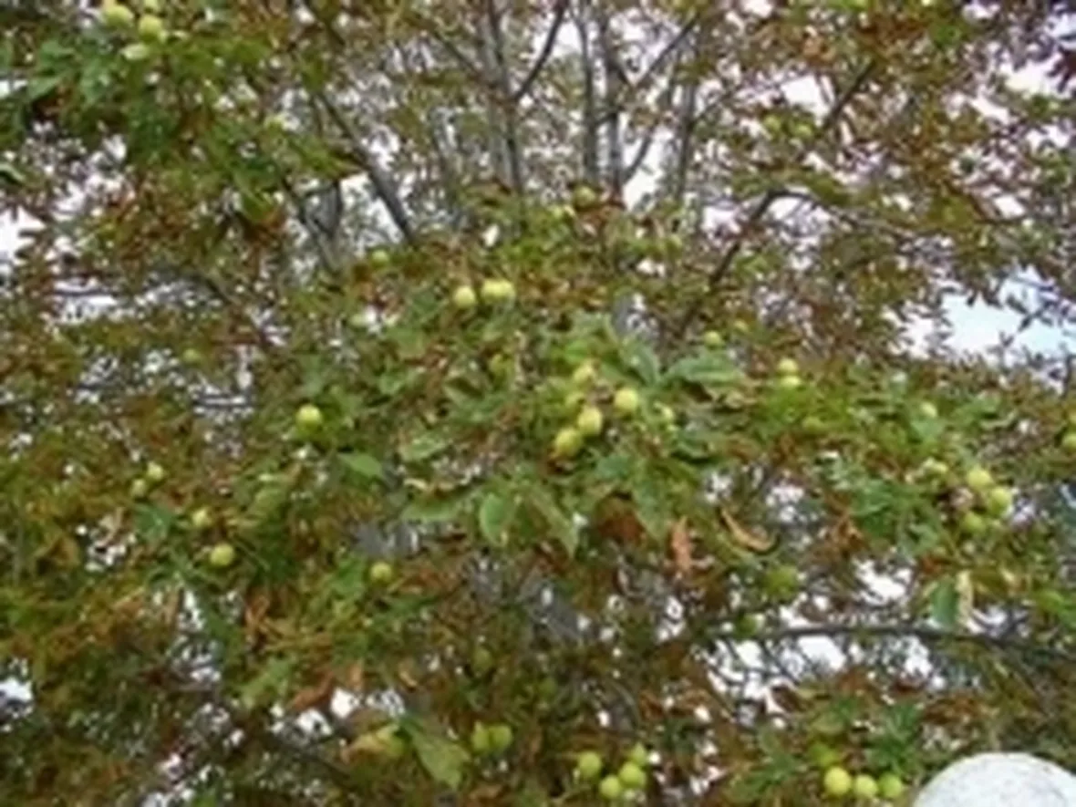 ippocastano1