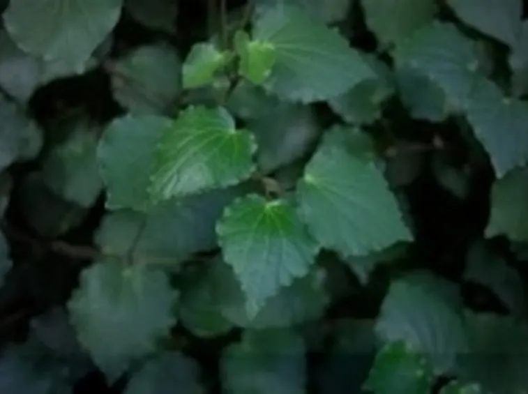 kava2