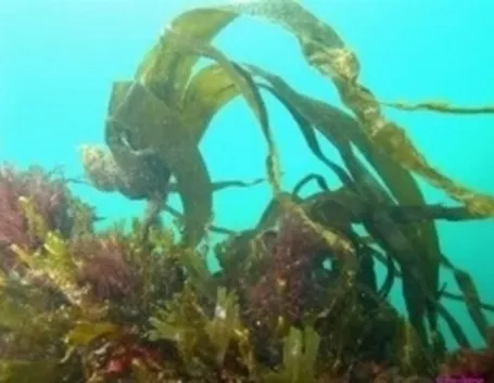 laminaria1
