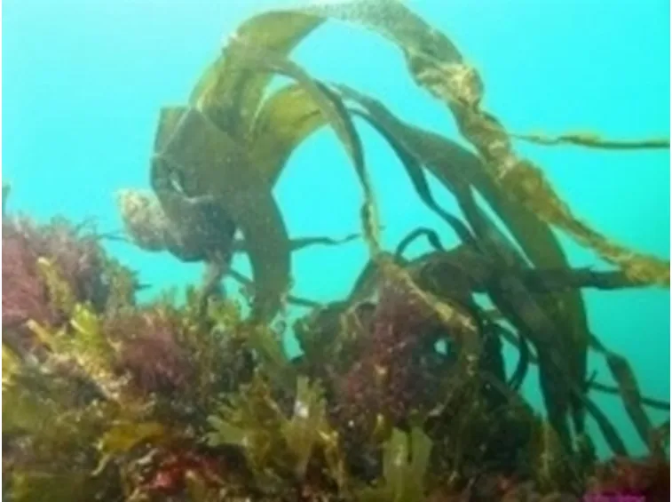 laminaria1