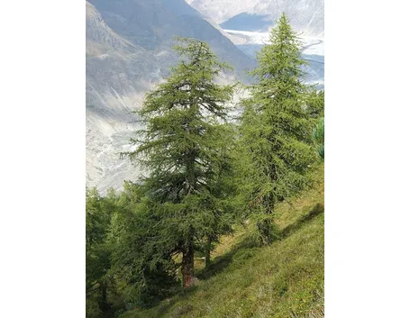 Alberi di larice comune