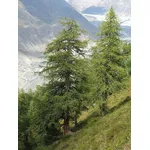 Alberi di larice comune