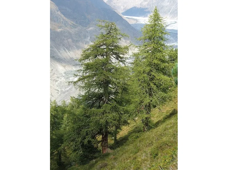 Alberi di larice comune