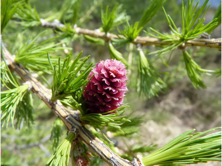 Fiore di larice