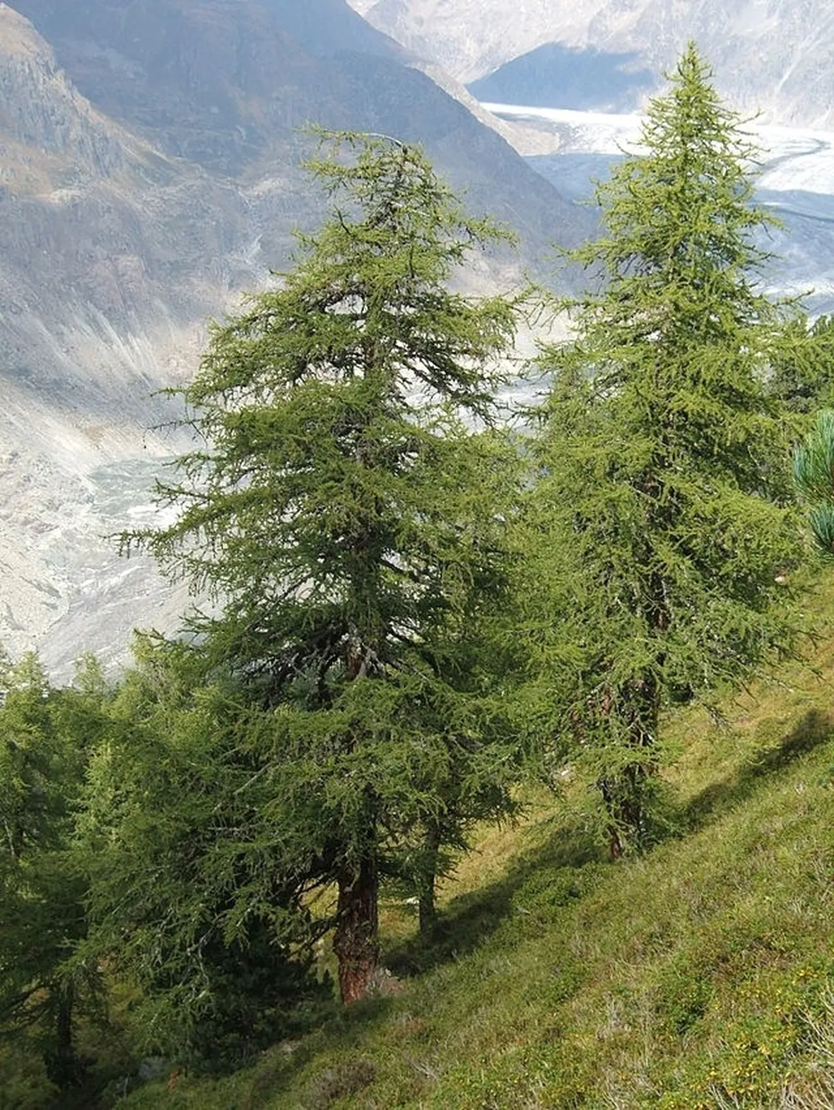 Alberi di larice comune