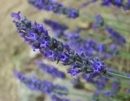 lavanda1