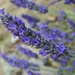 lavanda1