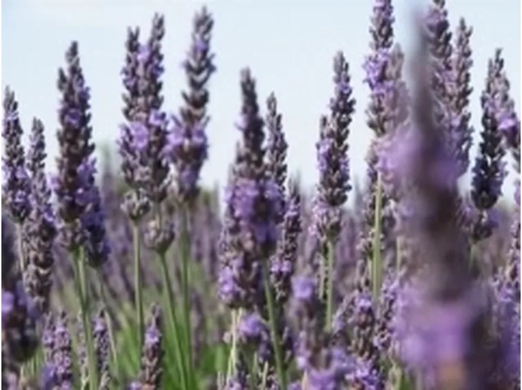 lavanda2
