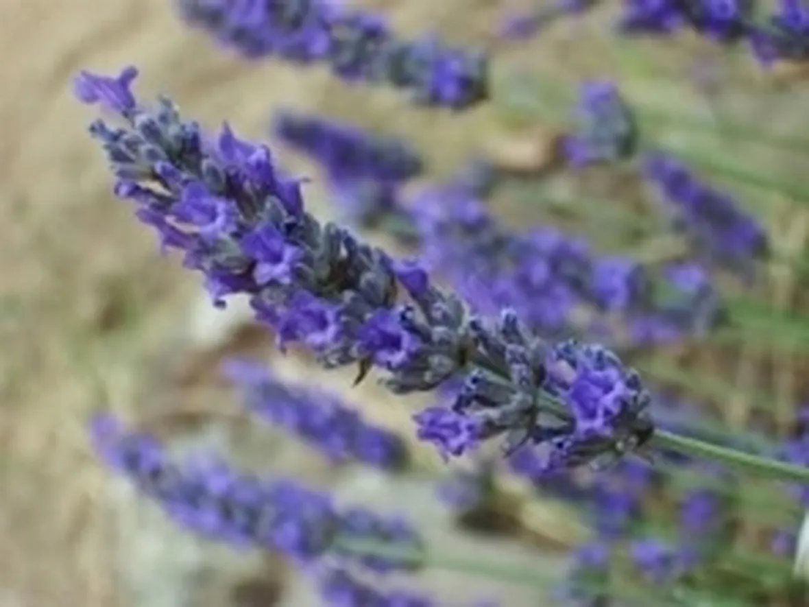 lavanda1