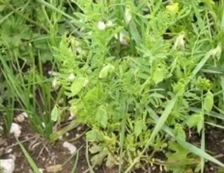 lenticchia1