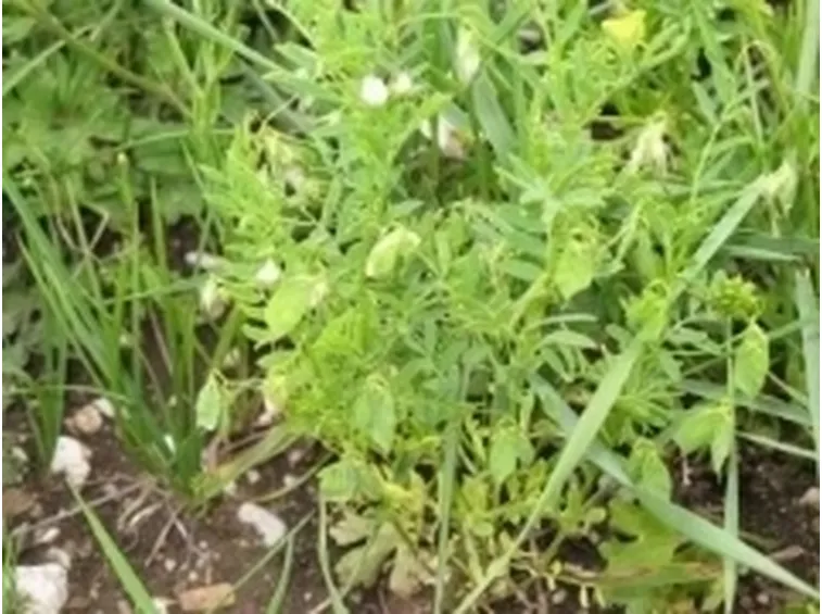 lenticchia1