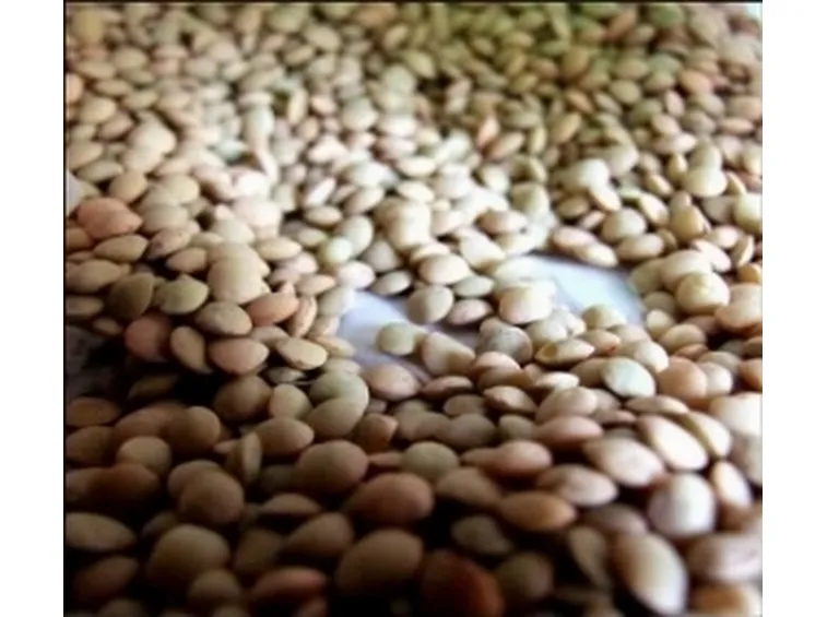 lenticchia2