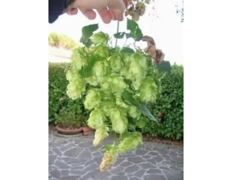 luppolo1