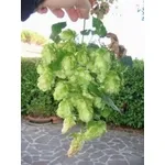 luppolo1