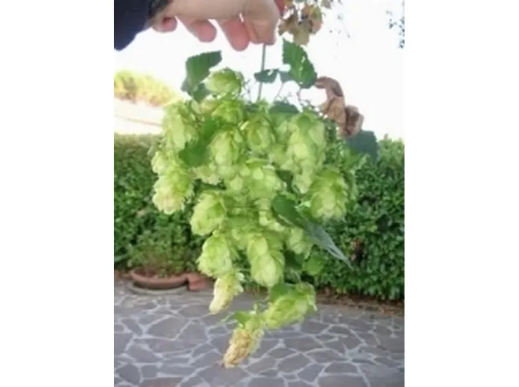 luppolo1