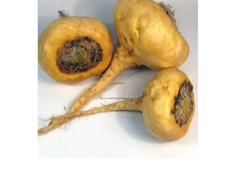 maca1