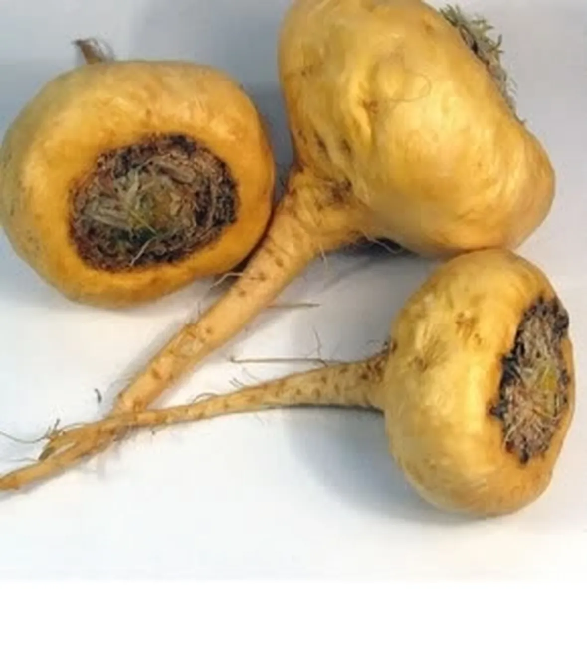 maca1