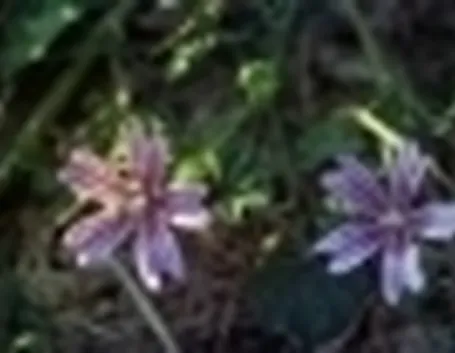 malva2