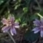malva2