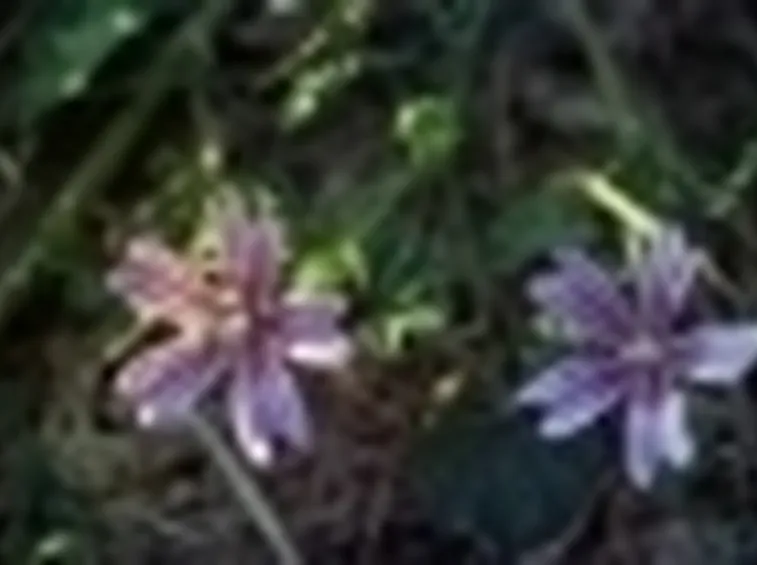malva2