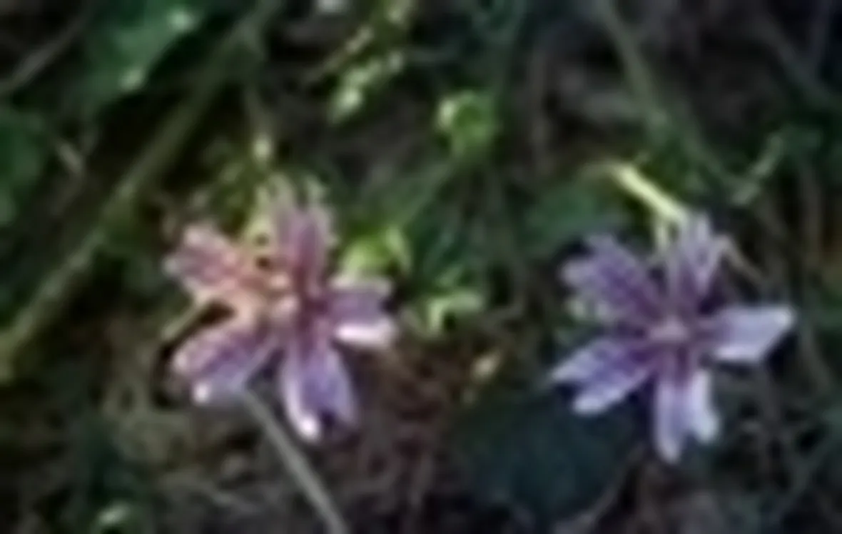 malva2