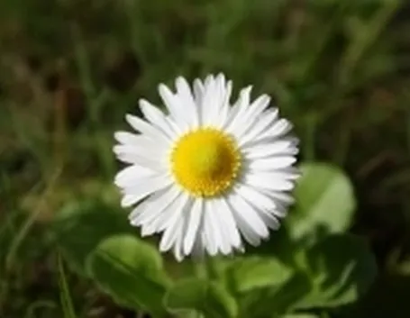 margheritina