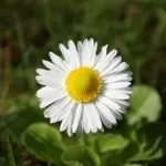 margheritina
