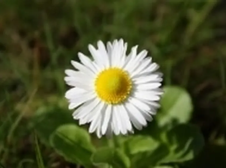 margheritina
