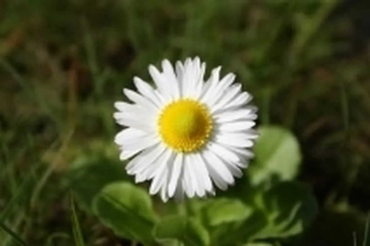 margheritina