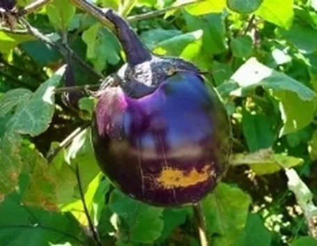 melanzana1