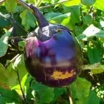 melanzana1