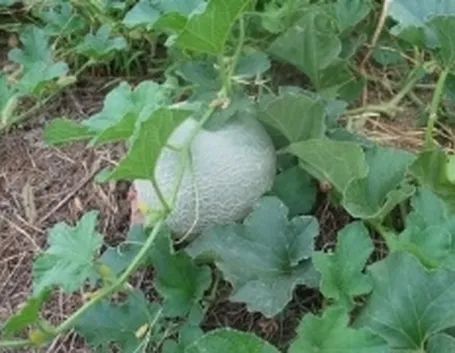 melone2