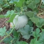 melone2