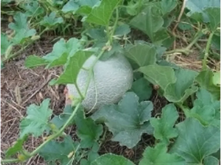 melone2