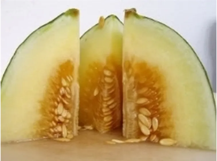 melone1
