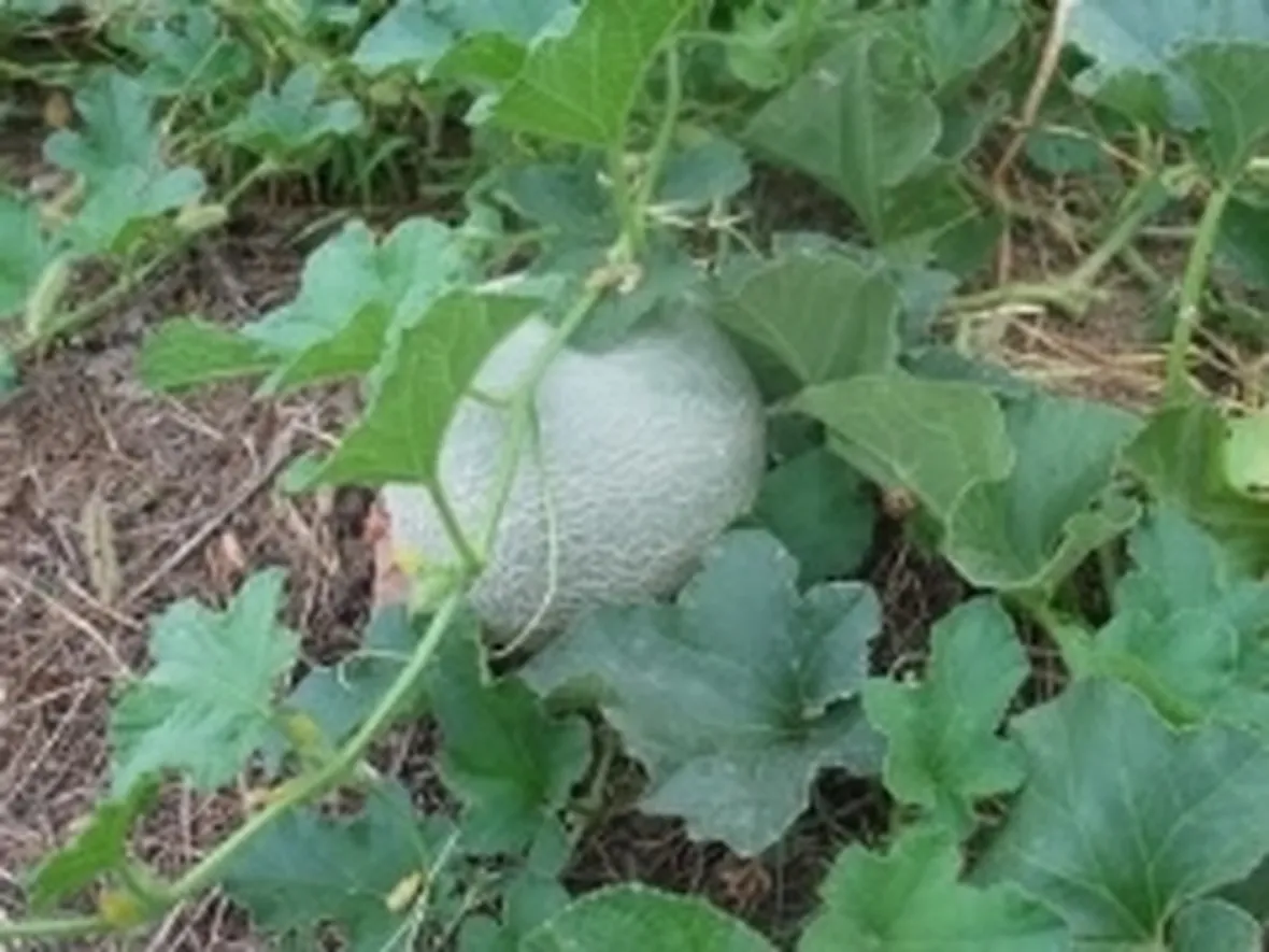 melone2