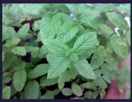 menta1
