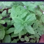 menta1