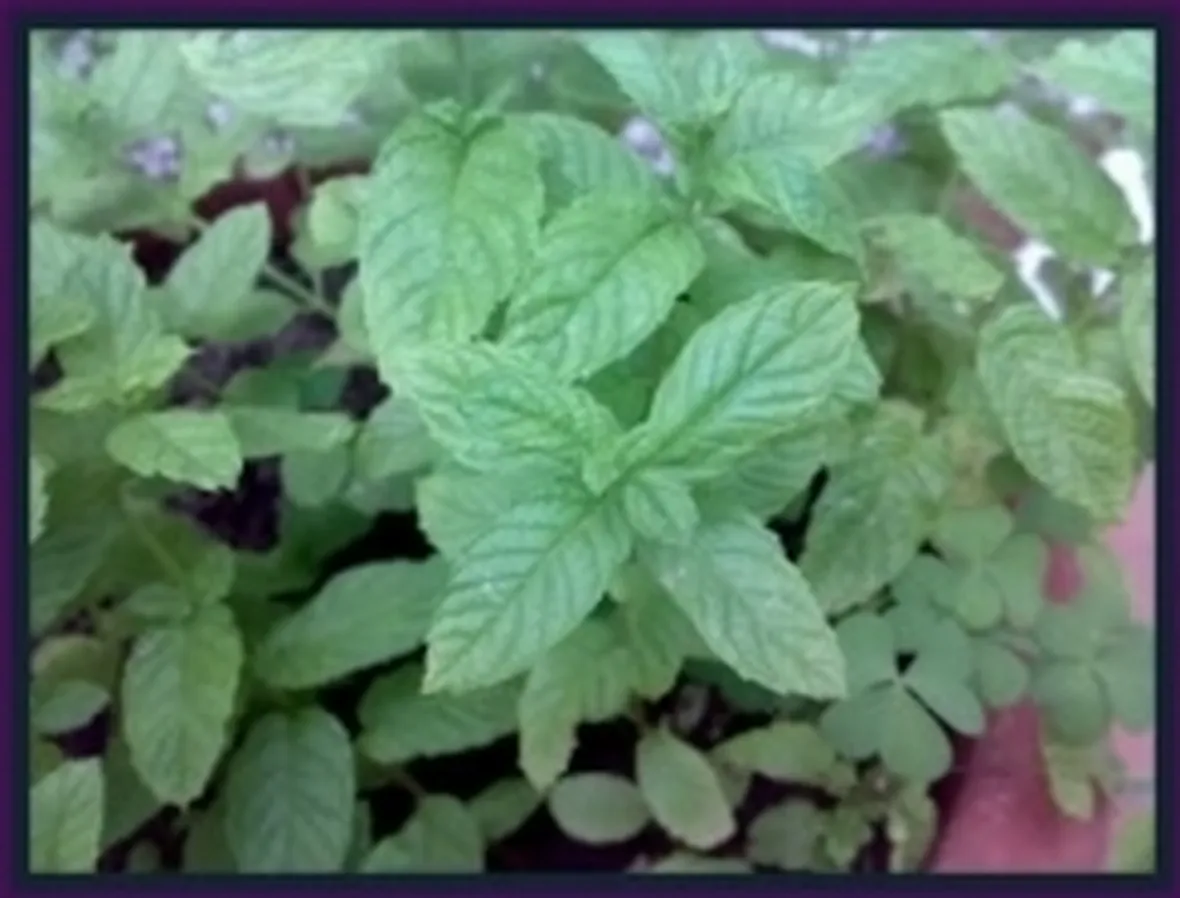 menta1