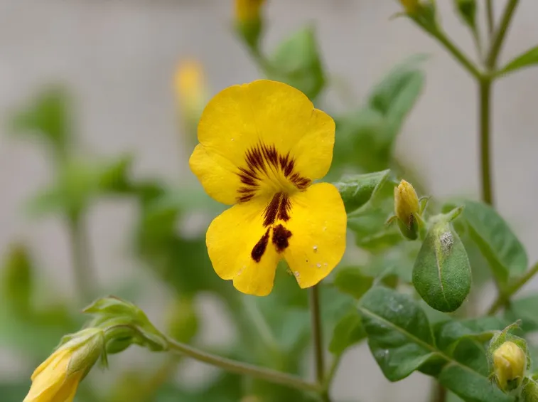Mimulus è uno splendido fiore dal colore giallo acceso che infonde immediata energia e calore.