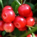 mirtillorosso2